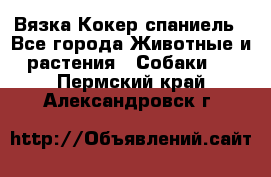 Вязка Кокер спаниель - Все города Животные и растения » Собаки   . Пермский край,Александровск г.